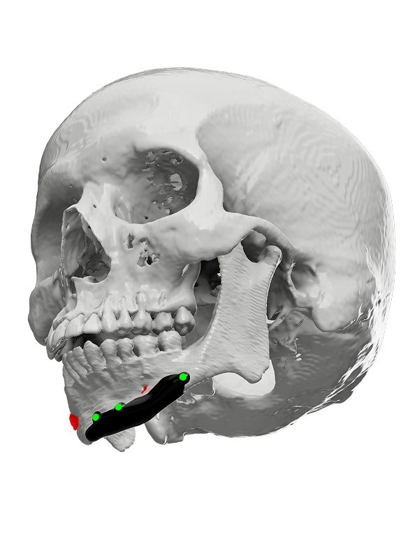 Craniofacial Model Overview