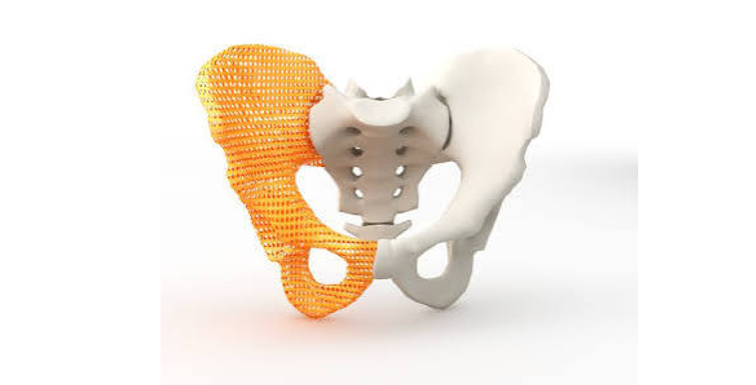 Anatomical Models
