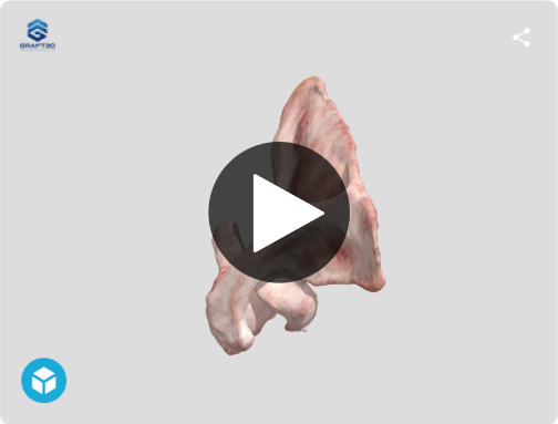 Shoulder 3D model preview