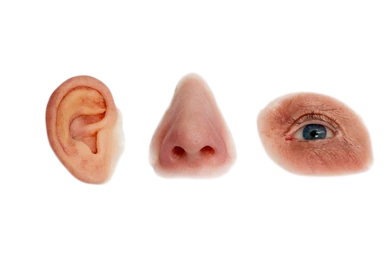 Regraft - ArtiNose & ArtiEar